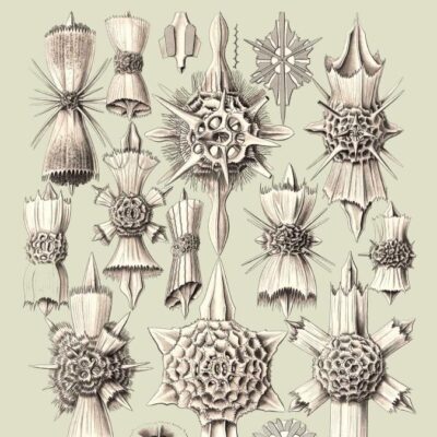 Randomness in Evolution