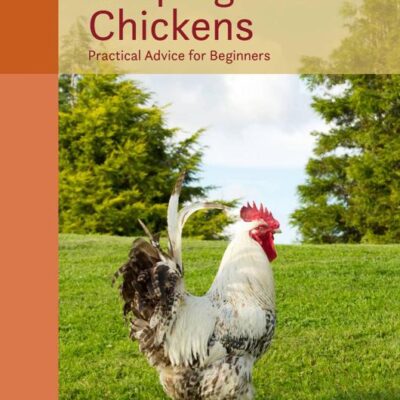 KEEPING CHICKENS: PRACTICAL ADVICE FOR BEGINNERS