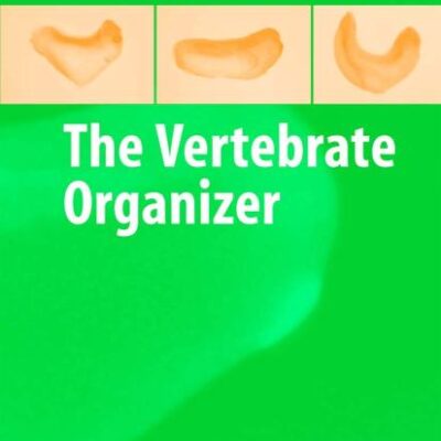 The Vertebrate Organizer