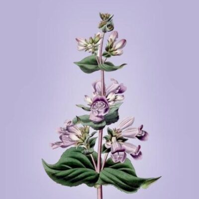 Medical And Economical Botany