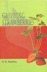 Growing Strawberries